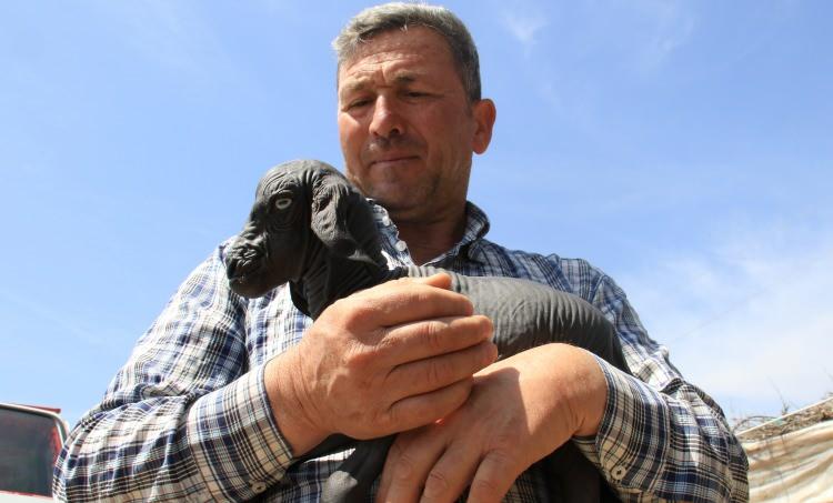 <p>Bugün 5. günü insan teni gibi bir tek tüyü yok. Bildiğin deri, ilk doğduğunda maviydi, ertesi gün siyahlaştı. Aynı bebeğe bakar gibi bakıyoruz. Annesini gündüzleri emmeye başladı, akşamları evimize alıyoruz. </p>
