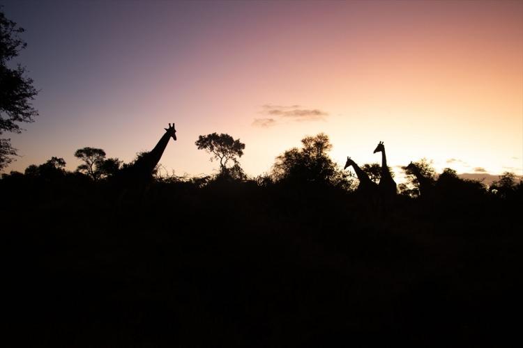 <p>Kruger Ulusal Parkı, 19 bin 485 kilometrekarelik yüzölçümüyle kıtanın en büyük doğal yaşam alanlarından biri olma özelliği taşıyor.</p>

<p> </p>
