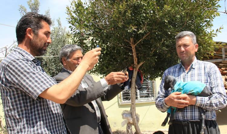 <div><strong>“Çift başlı hayvanı gördük böyle bir şey görmedik”</strong><br />
 </div>

<div>Tosun ailesinin akrabaları olan ve olayı duyunca merak edip gelen Süleyman Demir ise "Benim yaşım 67, daha ilk defa böyle bir şey ile karşılaşıyorum. </div>
