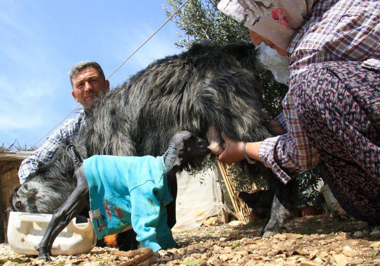 <p>Erdemli ilçesine bağlı Çiriş köyünde tarım ve hayvancılıkla uğraşan Hüseyin ve Aysel Tosun çiftçinin keçilerinden biri ikiz oğlak dünyaya getirdi. </p>

<p> </p>
