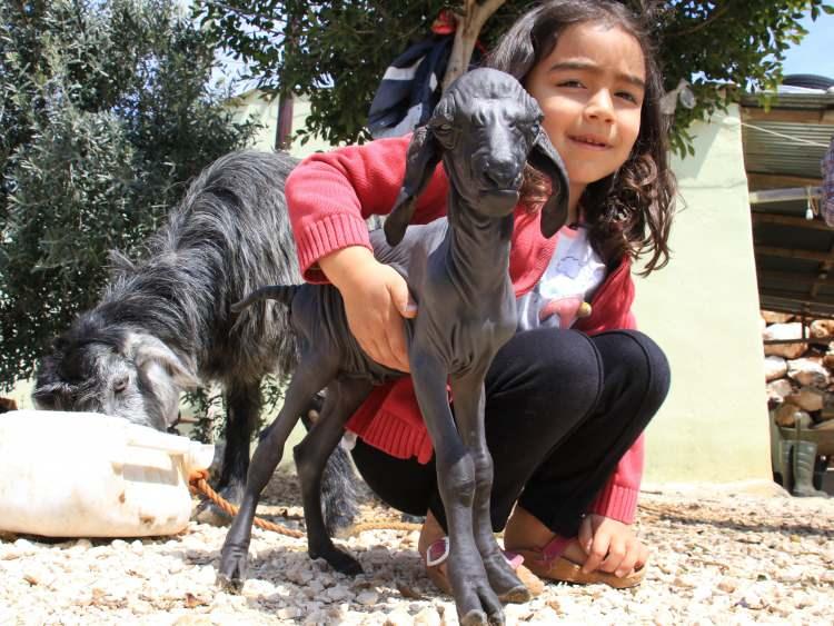 <p> Toparlanan ve yeni yeni yürümeye başlayan oğlak annesiyle buluşturulup süt içmeye alıştırıldı. Bebek gibi bakılan oğlak 5 günlük olurken çevreden tüysüz oğlak doğduğunu duyan Tosun’un yakınları merak edip hem görmeye hem de fotoğraflarını çekmek için gelmeye başladı.</p>
