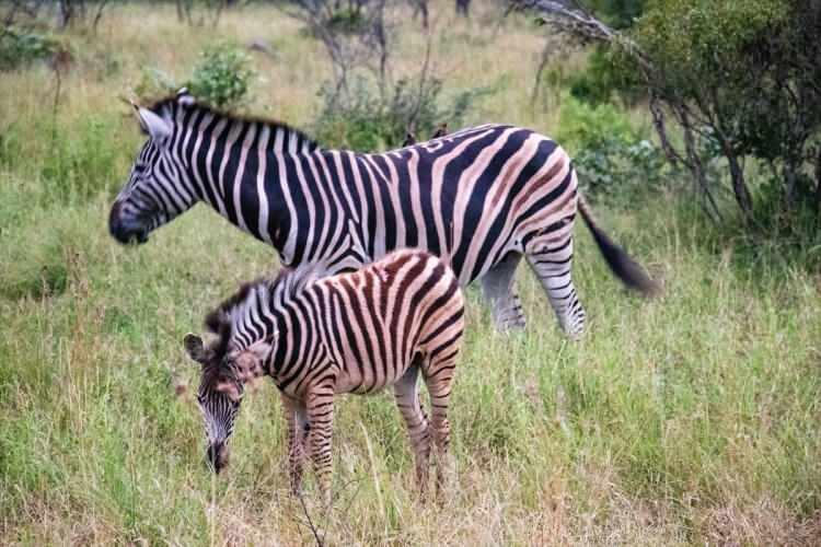 <p>SANPARKS İletişim Direktörü Isaac Phaahla, AA muhabirine yaptığı açıklamada, bazı özel rehberli yürüyüş turları haricinde, safari esnasında araçlardan inmek veya yürümenin kesinlikle yasak olduğunu söyledi.</p>
<p> </p>