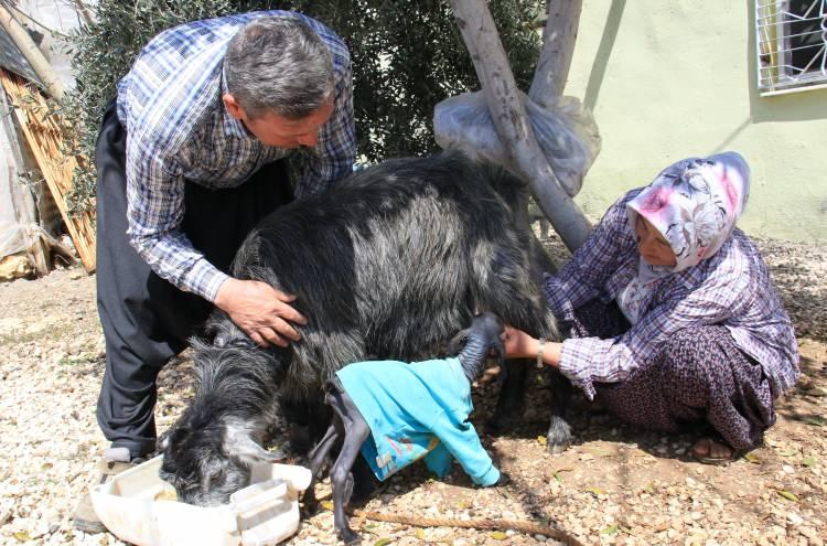 <p>Dünyaya gelen oğlaklardan birinin derisinin üzerinde hiç tüy olmaması ilk önce şaşkınlığa neden oldu. Tüylü olan diğer oğlak ise doğumdan sonra hemen öldü. </p>