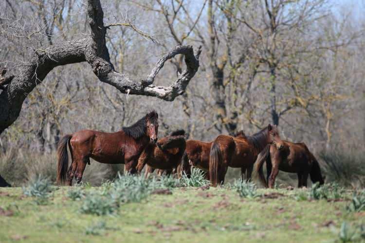 <p>Doğa yürüyüşü parkurlarının da bulunduğu longozda misafirlerin, sandallarla dolaşıp fotoğraf çekme imkanı da bulunuyor.</p>

<p>Longozda ilkbaharın gelmesiyle su üstünde açan binlerce su papatyası da güzel görüntüler oluşturdu.</p>
