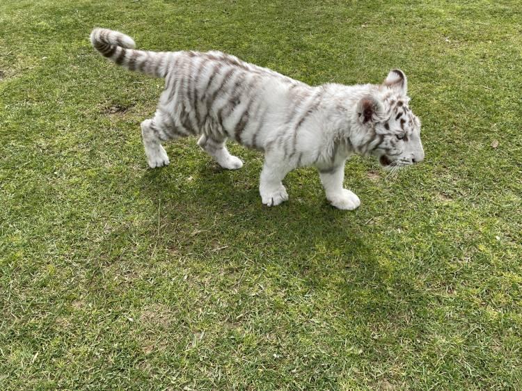 <p>Villada, evde beslenmesi yasak olan ve dünyada çok az sayıda bulunan 4 aylık albino Bengal kaplanı yavrusu ile makak maymunu bulundu.</p>
<p> </p>