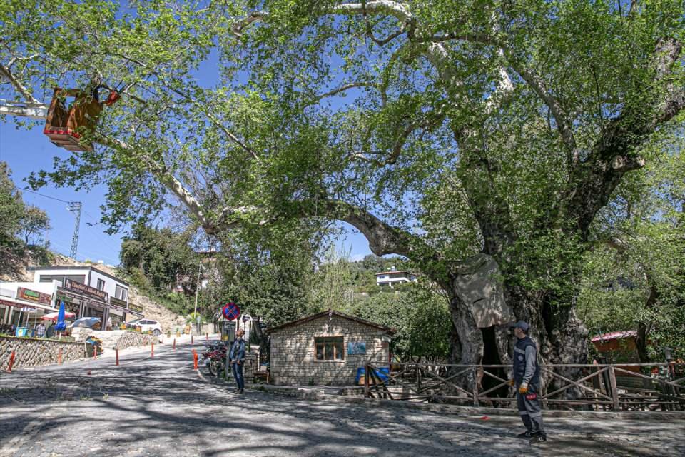 <p>Hatay'ın Samandağ ilçesinde 1981 yılında anıt ağaç olarak tescillenen ve "Musa Ağacı" diye de bilinen 2 bin yıllık doğu çınarının bakımı özenle yapılıyor.</p>

<p> </p>
