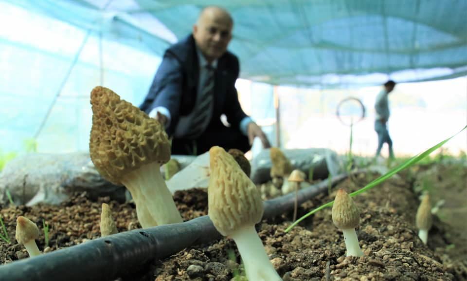 <p>Çalışma ile ilgili bilgi veren Enstitü Müdürü Doç. Dr. Davut Keleş, "Tarım Orman Bakanlığı Tarımsal Araştırmalar ve Politikalar Genel Müdürlüğüne bağlı Alata Bahçe Kültürleri Araştırma Enstitüsü olarak birçok araştırma yapmaktayız. </p>

<p> </p>
