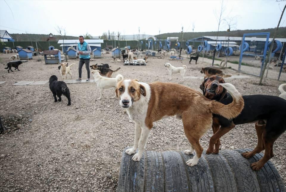 <p>Çok fazla sayıda terk edilmiş dostları olduğunu ve bu sayıların her geçen gün arttığını belirten Demir, "Sadece kedi, köpek değil her cinsten hayvan var.</p>

<p> </p>
