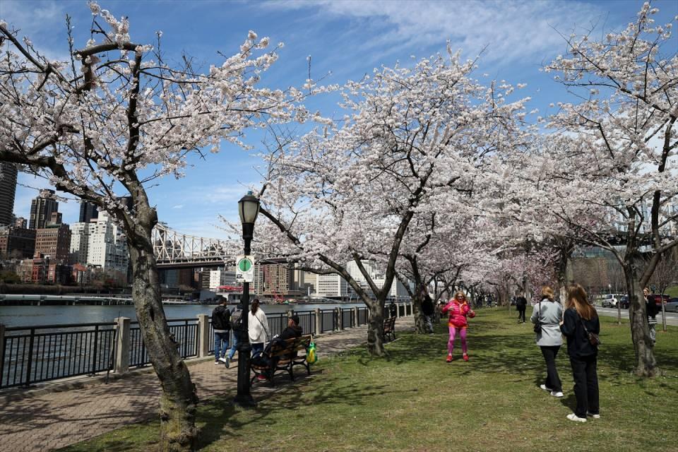 <p>ABD'nin New York kentindeki Roosevelt Adası ve çevresinde ilkbaharla birlikte çiçek açan ağaçlar, güzel görüntü oluşturdu.</p>

<p> </p>

