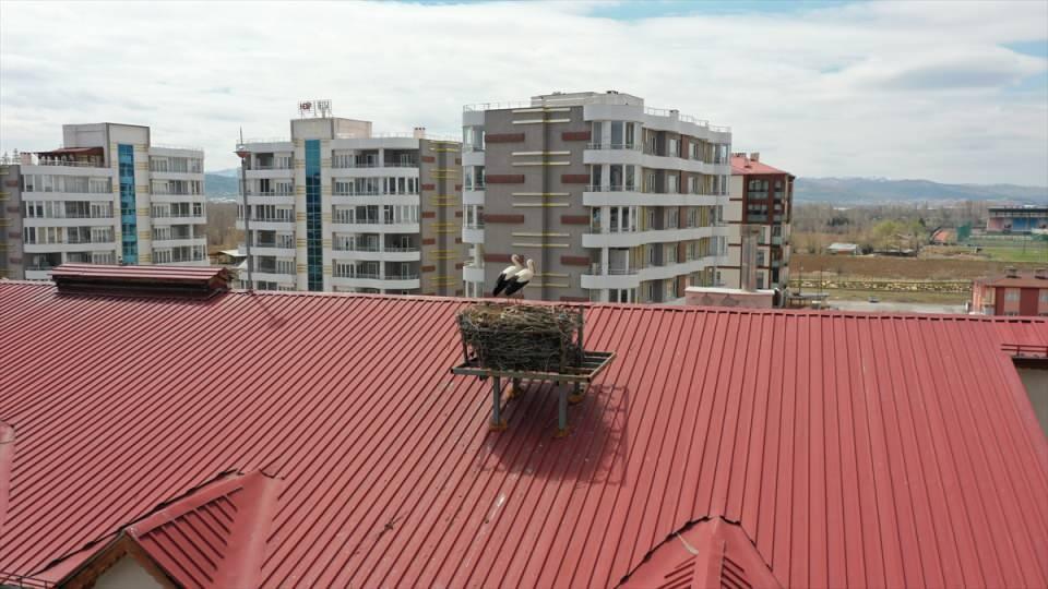 <p>O zaman leyleklerimiz kısa süre yuvalarını yadırgadı ama aynı yuvalarına gelmeye devam ediyorlar. </p>
