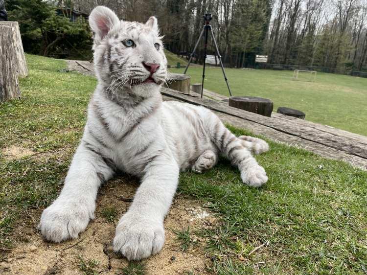 <p>Silivri'de ele geçirilen ve 10 bin doğumda bir rastlanabilen bir tür olan albino Bengal kaplanı yavrusu, Doğa Koruma ve Milli Parklar Şube Müdürlüğü ekiplerince koruma altına alındı.</p>
<p> </p>