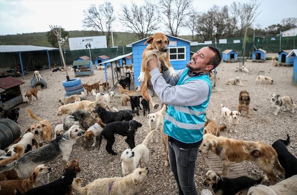 <p>Demir, iki ayrı alanda köpek, kedi, at, eşek ve keçi gibi farklı türden bin civarında hayvanın dostu oldu.</p>

<p> </p>
