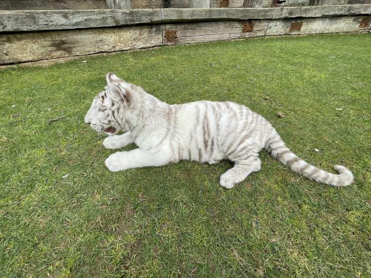 <p>Özel bir kafeste tutulan ve özenle ilgilenilen hayvanları ağırlayan Polonezköy Hayvanat Bahçesi ve Doğal Yaşam Parkı yetkilisi Cem Sanlı, ilk kez albino Bengal kaplanı gördüğünü söyledi.</p>
<p> </p>
