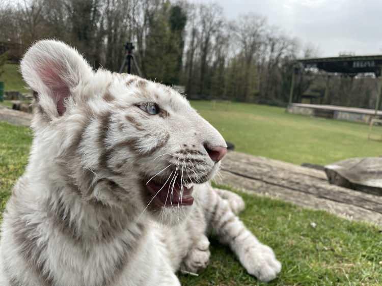 <p>Bengal kaplanlarının toplam nüfusunun Hindistan'da 5 bin civarında olduğunu düşünürseniz 10 binde bir yavru demek neredeyse imkansız gibi bir şey. Çok çok ender bulunan bir hayvan." diye konuştu.</p>
<p> </p>
