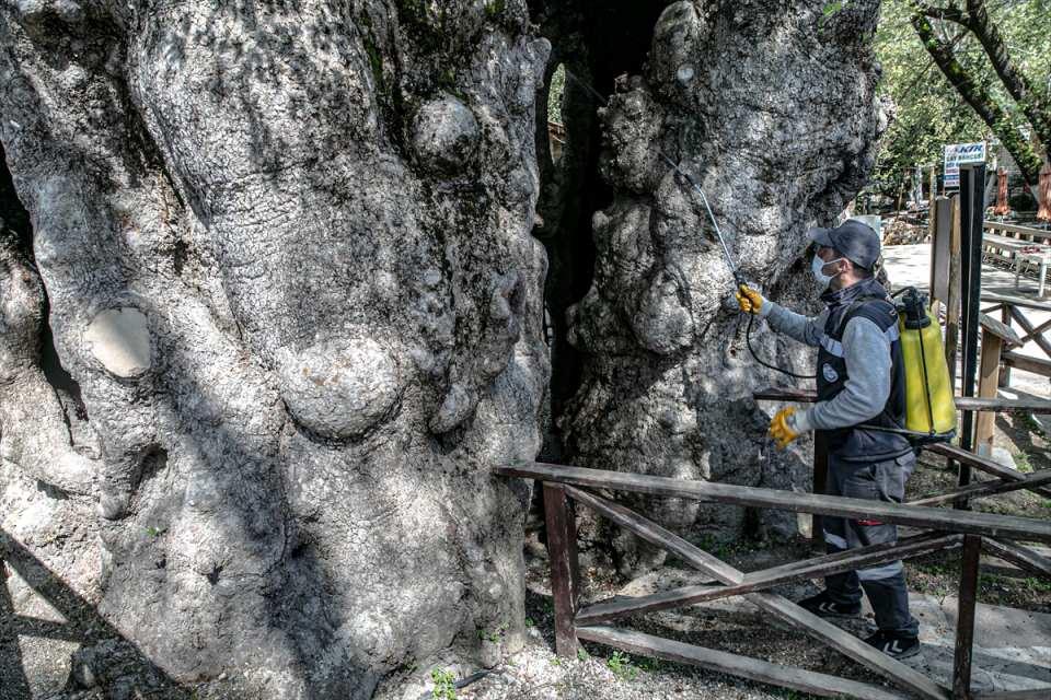 <p>Çürüyen kısımları da özel bir macunla kaplanan ağacın dış etkenlerden korunması için büyük gayret gösteriliyor.</p>
<p> </p>