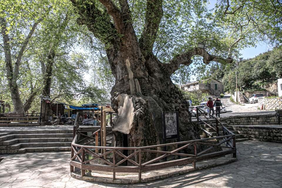 <p>İlaçlama, budama ve diğer bakımları özenle yapılan tarihi çınarın çevresinde, ağacı çeşitli risklerden korumak için demir korkuluk da bulunuyor.</p>

<p> </p>
