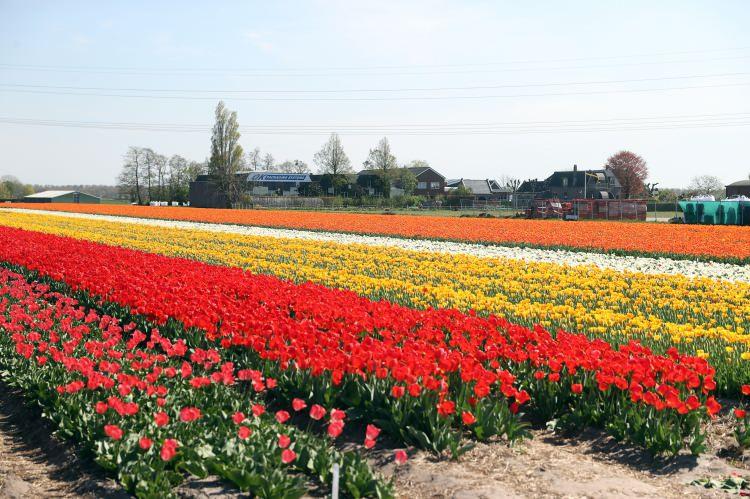 <p>Dünyada en fazla lale üreten ülke olan Hollanda'da lale üreticilerinin çiftlikleri ve tarlaları, müthiş renkleri ve büyüleyici güzelliği görmek isteyen ziyaretçilerin akınına uğruyor.</p>
