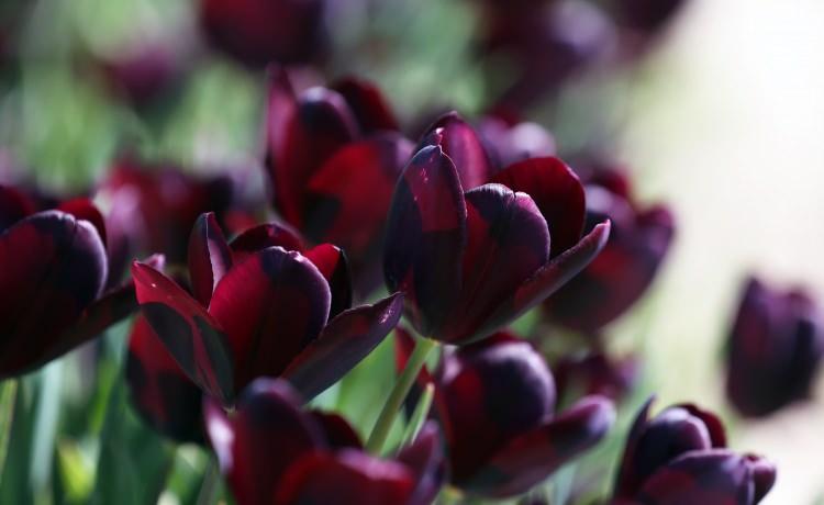 <p>Lale üzerine ilk kapsamlı kitabı yazan Fransız botanist Carolus Clusius'un aktardığına göre, 16'ıncı yüzyılın ikinci yarısında lalenin Hollanda'ya gelmesinden sonra bu çiçek ülkede en çok rağbet gören, statü sembolü lüks bir "mal" haline geldi.</p>
