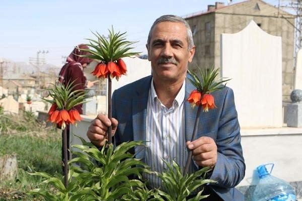 <p>Bir aylık ömrü olan ters lalelerin mezarlığa renk kattığını belirten Nadir Kına, “Sadece Hakkari bölgemizde yetişen bu endemik çiçekler, aynı zamanda mezarlığımıza güzle bir renk katıyor. Her yıl nisan ve mayıs aylarında boy veren bu endemik çiçekler, sadece bölgemizde yetişiyor” dedi.</p>
