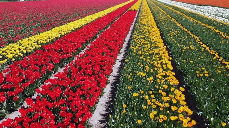 <p>Hollanda, dünyanın en büyük çiçek üreticisi konumunda bulunuyor. Ülkede an fazla üretilen çiçek ise açık ara lale. Hollanda İstatistik Ofisine göre, yaklaşık 15 bin hektar alanda lale tarlaları bulunuyor, her yıl 2 milyardan fazla lale ihraç ediliyor.</p>
