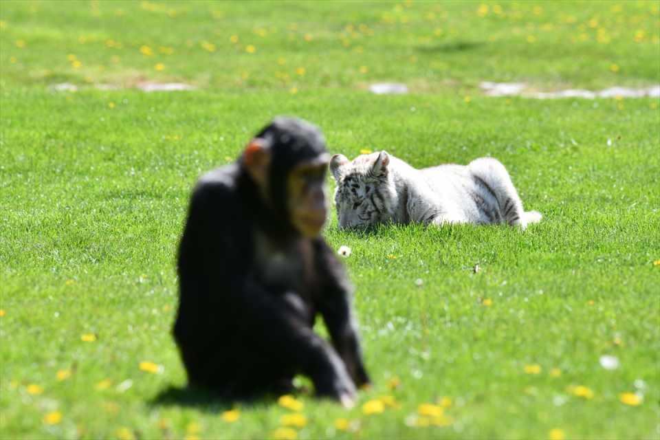 <p>İstanbul'daki bir villada bulunduktan sonra Gaziantep Büyükşehir Belediyesi Yaban Hayatı Koruma Parkı'na getirilen ve 10 bin doğumda bir rastlanabilen tür olarak dikkati çeken albino Bengal kaplanı yavrusu Kartopu yeni yuvasında özenle büyütülüyor.</p>
