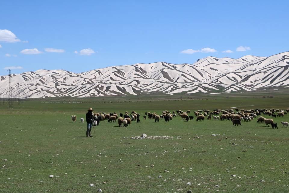 <p>Hakkari'nin Yüksekova ilçesine 24 kilometre uzaklıktaki Karabey köyünde hayvancılıkla uğraşan besiciler, çoban bulamıyor. </p>
