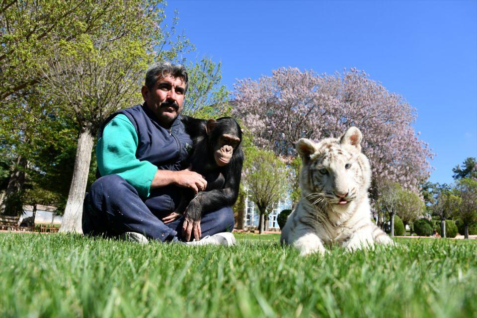 <p><strong> "Sütü çok seviyor"</strong></p>

<p>Kaplan yavrusunu teslim aldıklarında genel durumunun iyi olmadığını ifade eden Özsöyler, şunları kaydetti:</p>

<p>"Geldiğinde hem kilo kaybı vardı hem de bağırsaklarında sorun vardı. Biz kan örneklerini aldık, gerekli tahlilleri yaptıktan sonra kendisine el bebek gül bebek bakıyoruz. </p>
