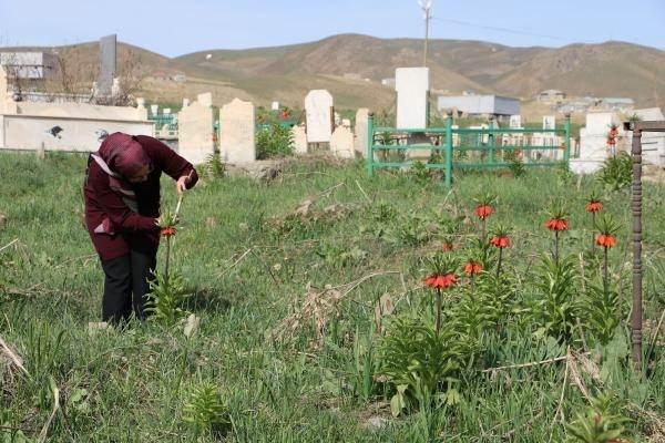 <p>Hakkari ve Van'da yetişen ters laleler, Yüksekova'da havaların ısınmasıyla birlikte çiçek açtı. Orman Mahallesi’ndeki mezarlıkta boy veren ters laleleri görmek için gelenler bol bol fotoğraf çekti.</p>

