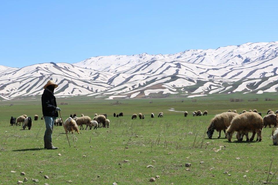 <p>Yüksekova’da havaların ısınmasıyla birlikte küçükbaşlar, meralara çıkarılmaya başladı. İlçenin Karabey köyünde hayvancılıkla uğraşanlar ise çoban bulamıyor. </p>
