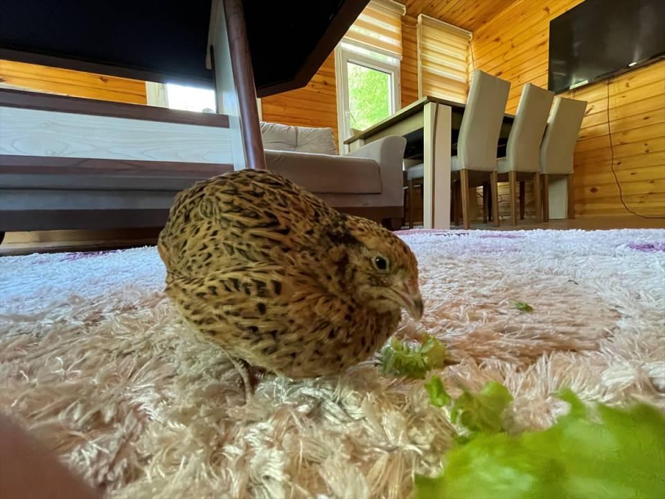 <p>Köyünde kahvaltı salonu ve kamp tesisi işletmeciliği yapan Ahmet Yiğit, tabiatın ortasında kümes hayvanlarının da olduğu çok sayıda hayvana bakıyor.</p>

<p> </p>
