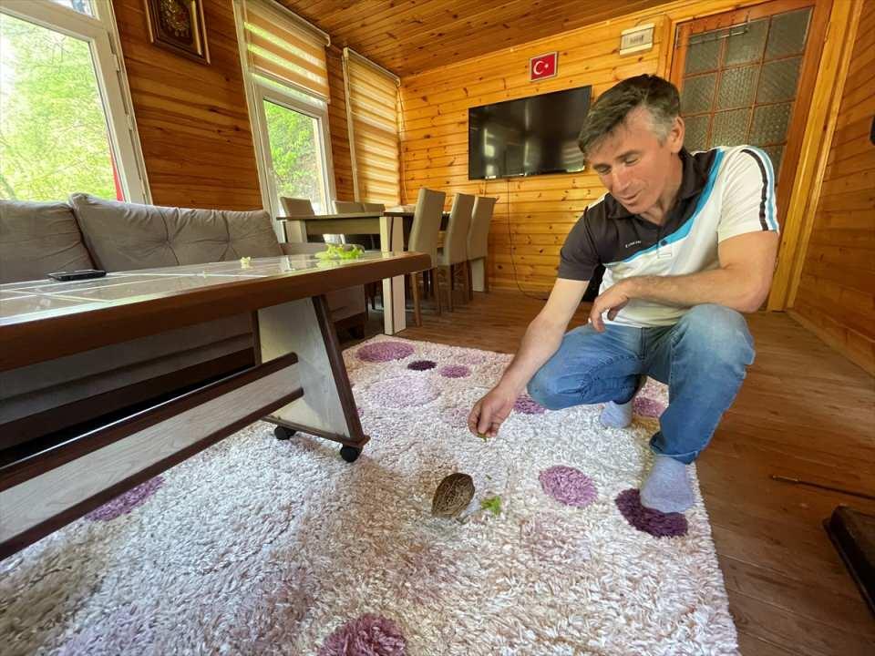 <p>Yiğit, bıldırcın Edi'yi, piknik ve mesire alanı olarak kullandığı arazisine gelen misafirlerle de bir araya getiriyor.</p>

<p> </p>
