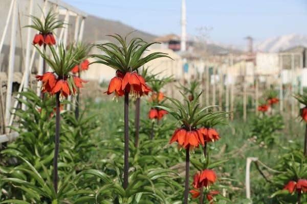 <p>Hakkari'nin Yüksekova ilçesinde, bir aylık ömrü olan ters laleler Yüksekova'da çiçek açtı.</p>
