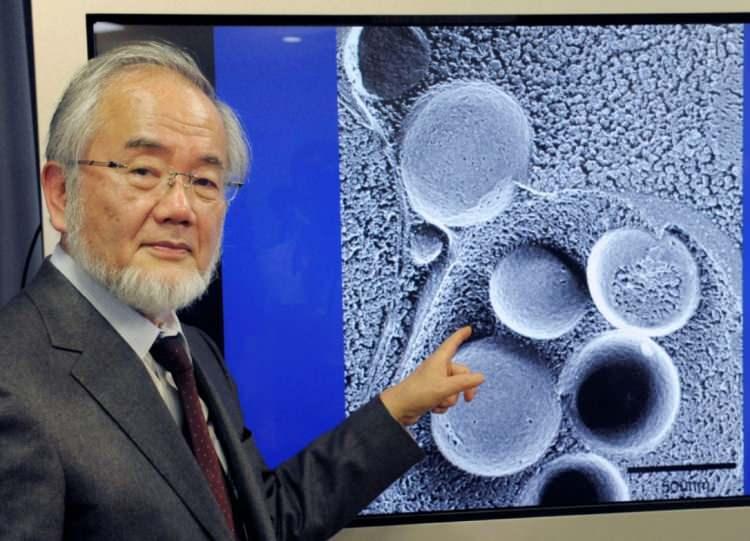 <p><strong>Japon bilim insanı Yoshinori Oshumi, Otofaji kuramıyla savunduğu tezinde hücrelerin kendilerini yenilemeleri sağlıklı bir vücuda işaret olduğunu söyledi. Bunun içinde bağışıklıktan diğer tüm sistemlere kadar vücudun dinlenmesi ve besinlere maruz kalmaması gerektiğini iddia etti. </strong></p>
