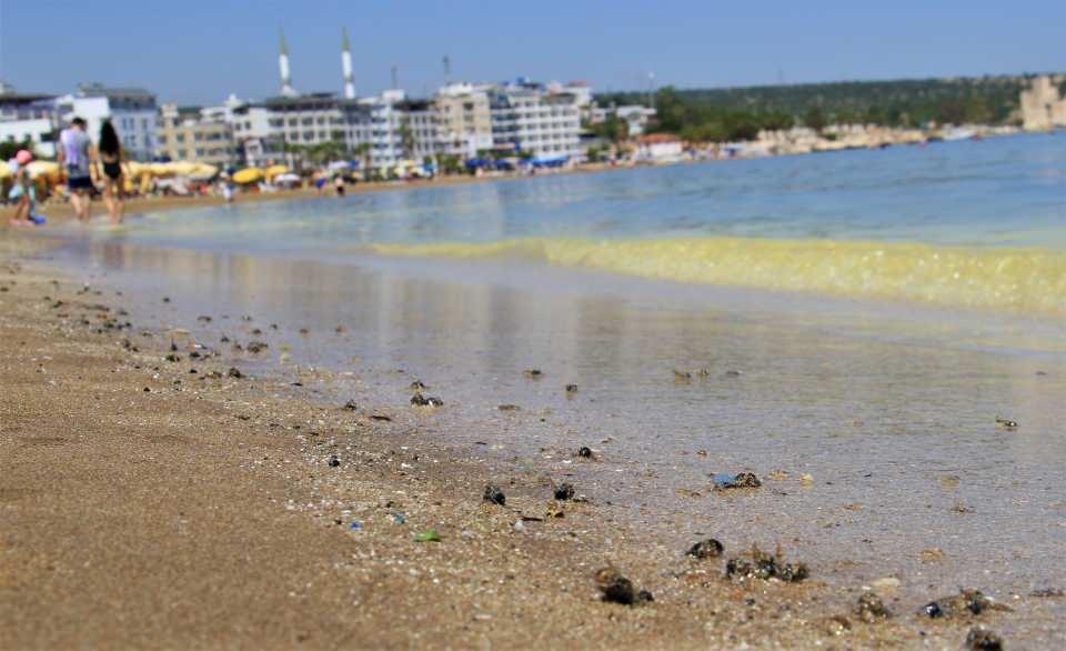 <p>Hem tatil hem de aile ziyareti için Kızkalesi’ne geldiklerini, havanın çok güzel olduğunu belirten Büşra Öztürk, ”Deniz çok güzel. Tabii şu an aşırı derecede polen var denizde. Ama ona rağmen yine de güzel. Denizde polenle birlikte telef olan arıları da gördük, kıyıya vurmuş onlar da, çok üzücü tabii. </p>
