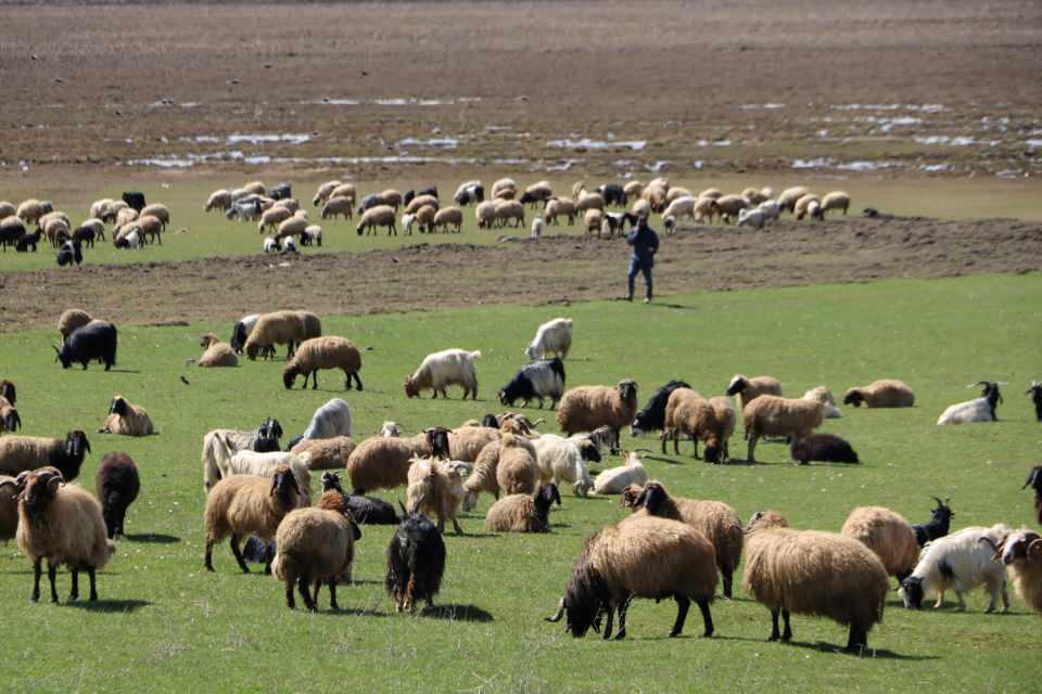 <p>Köyde yaşayan 7 çocuk babası Enver Arslan (56), çoban bulamadıkları için başlattıkları yeni uygulamayı anlattı. Arslan, "Şu an zor durumdayız. </p>
