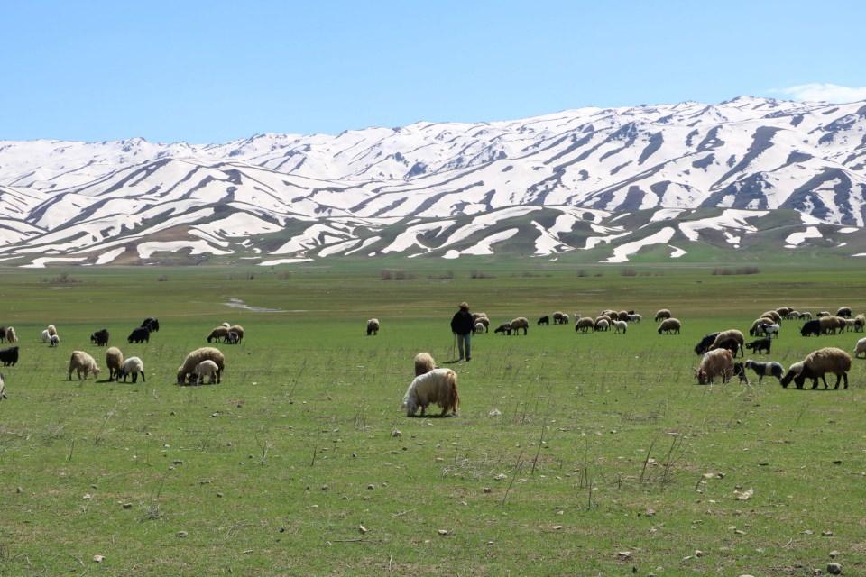 <p>Kara, gelen çobanların 10- 11 bin lira ücret istediklerini söyleyerek, bu nedenle kendi koyunlarına kendilerinin baktığını söyledi.</p>
