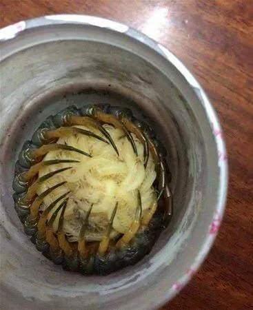 <p>Kırkayak yavrularını koruyor.</p>