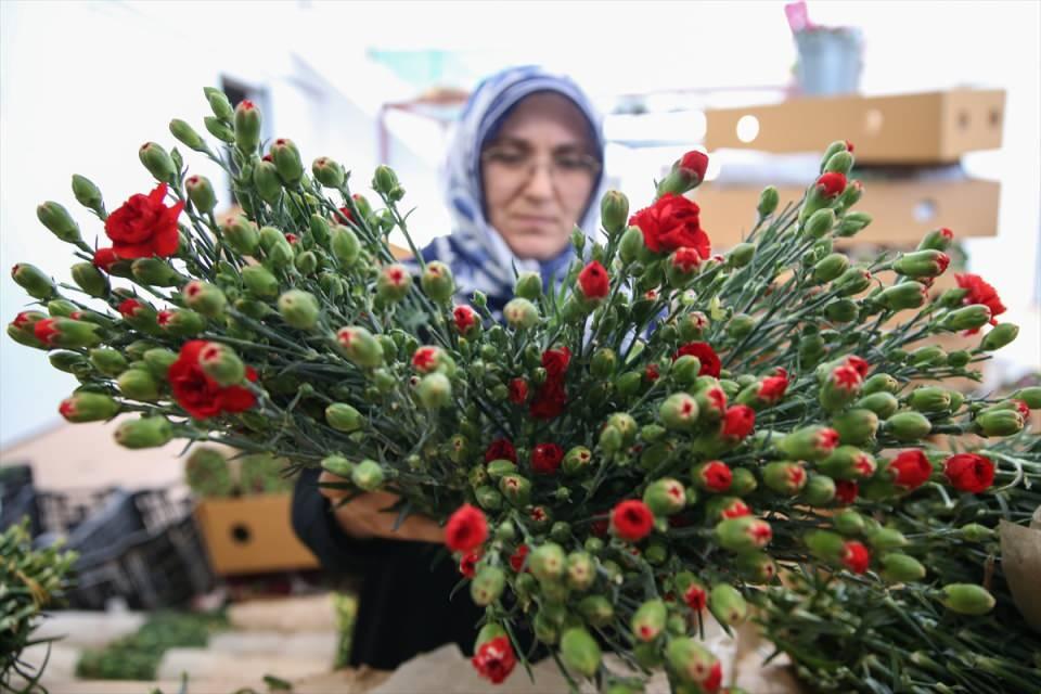 <p>8 Mayıs'taki Anneler Günü için sevkiyatların başladığını aktaran Yılmaz, "Beklediğimizin üzerinde bir taleple karşılaşıyoruz. İhracat, pandeminden sonra yükselen bir ivmeyle devam ediyor. Anneler Günü'nde 70 milyon dala yakın çiçek göndereceğiz, bunun da parasal karşılığı 10 milyon dolar. Geçen yılın üzerinde seyrediyor." dedi.</p>

<p> </p>

