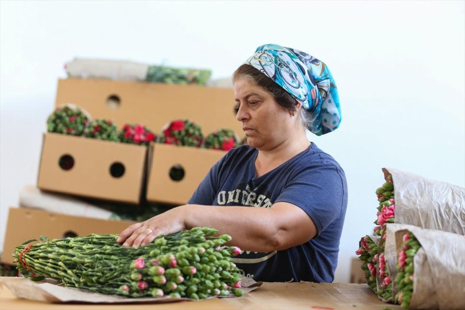 <p>Ülke genelindeki kesme çiçek üretiminin büyük bir bölümünün yapıldığı Antalya'da, seralarda üretilen çiçekler toplanıp depolarda paketleniyor, yurt içi ve yurt dışı pazar için hazırlanıyor.</p>
<p> </p>
