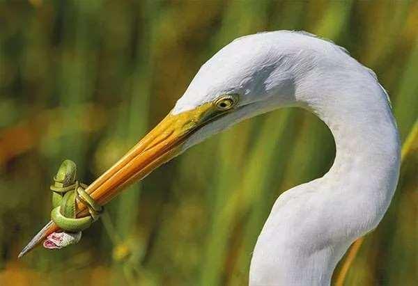 <p>ABD'nin Florida eyaletinde, beyaz balıkçıl ve bir yılan arasındaki kavgayı gösterdiği bu fotoğraf</p>
