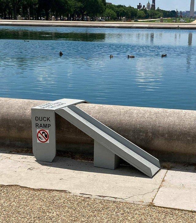 

<p>A ramp design that allows ducks to easily access the pool.</p>
<p>“/><br />
						</figure>
</p></div>
</p></div>
<p>								<!-- Scroller Status / Loading --></p>
<p>				<input id=