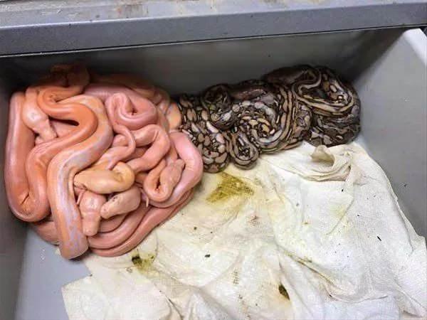 <p>Renklerine göre kümelenen yılanlar</p>

<p> </p>
