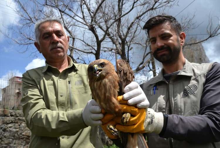<p>Kars'ın Sarıkamış ilçesinde yaralı bulunan kızıl şahin, tedavi edildikten sonra doğaya salınacak.</p>

<p> </p>
