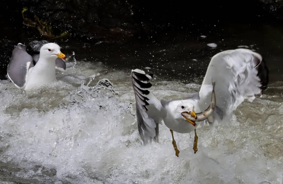 <p>Balık bendine gelen fotoğraf tutkunu Gülşen Günay, bu yıl havaların soğuk olması nedeniyle göçün geç başladığını söyledi.</p>

<p> </p>
