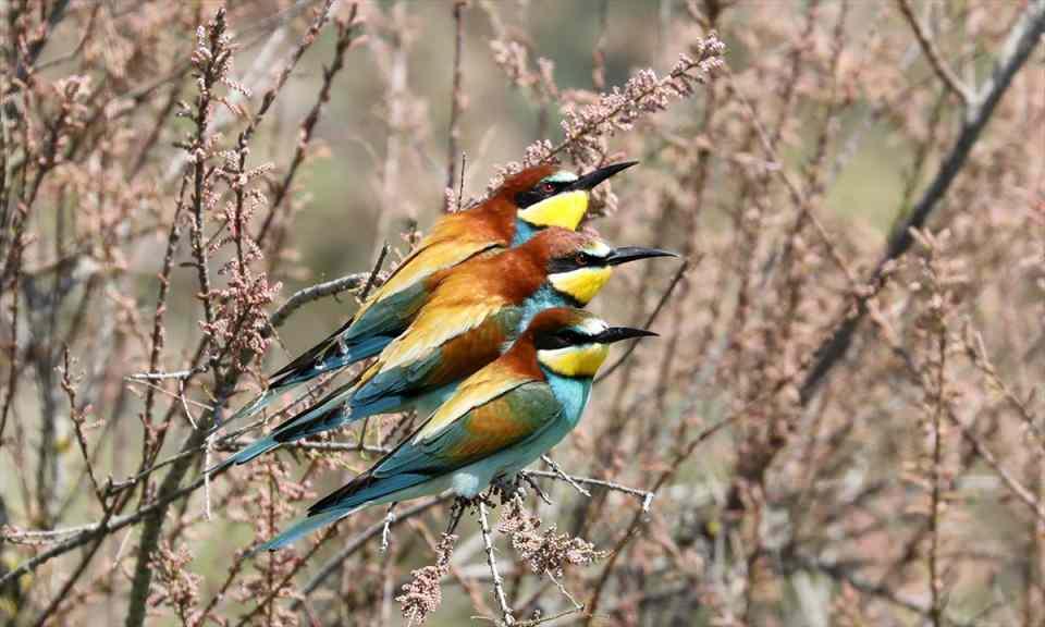 <p>Kışı Afrika'da, yaz aylarını Avrupa kıtasında ge&ccedil;iren arı kuşları g&ouml;&ccedil; yolu &uuml;zerindeki Edirne'ye gelmeye başladı.</p>

<p>&nbsp;</p>
