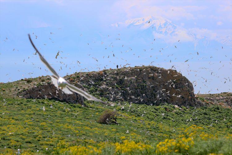 <p>Fotoğraf tutkunu Sedat Yılmaz da "Aslında el değmemiş bir yer. İnsanların akın akın gelmesini istiyoruz. Bugün 70 kişilik bir grupla geldik. Çok güzel bir atmosfer var. Van Gölü'nün mavisi, adaların yeşili gerçekten büyüleyici." ifadelerini kullandı.</p>
