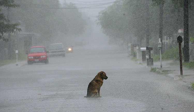 <p>Kendisini sokağa atan sahibini yağmur çamur demeden günlerce bıraktığı yerde bekleyen bir köpek</p>