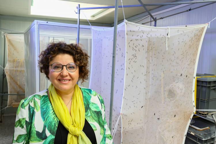 <p>TÜBİTAK desteğiyle Güzelbahçe ilçesinde bir tesis kuran Çalıkoğlu, meyve ve sebze gibi atıklarla beslendiği için "çevre dostu" olarak adlandırılan BSF'den nemlendirme, temizleme ve yenileme özelliğine sahip yağ elde etti.</p>
