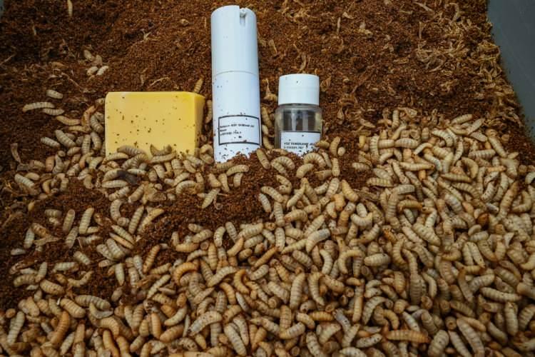 <p>Kozmetik sanayide kullanılan laurik asit için Hindistan cevizi ile palm yağlarından faydalanıldığını ve bunun da çevreye büyük zarar verdiğini kaydeden Çalıkoğlu, şu bilgileri verdi:</p>
