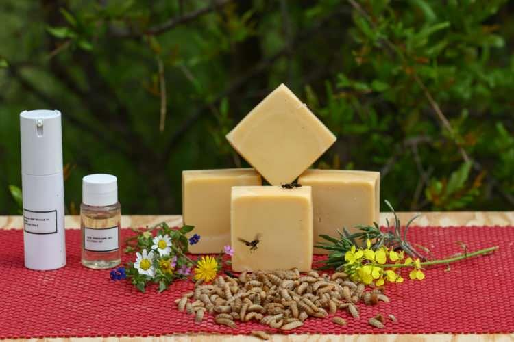<p>Bu amaçla çeşitli hayvan deneyleri de planladık üniversitemizde. Yağ içeriğinin yüksek olması hem de yoğun protein içermesi antiaging ürünü olarak kullanılmasını da gündeme getirecek bir dönem sonra."</p>
